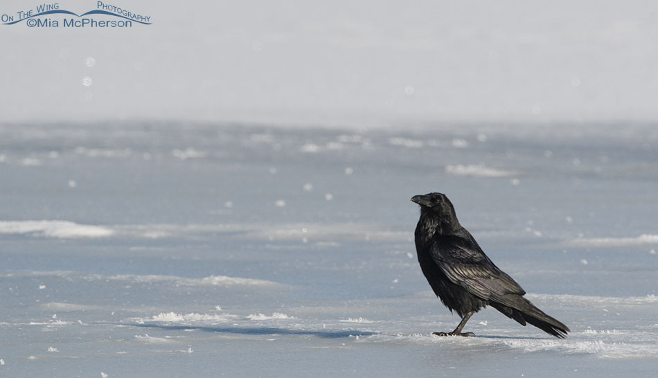Common Raven on ice, Bear River Migratory Bird Refuge, Box Elder County, Utah