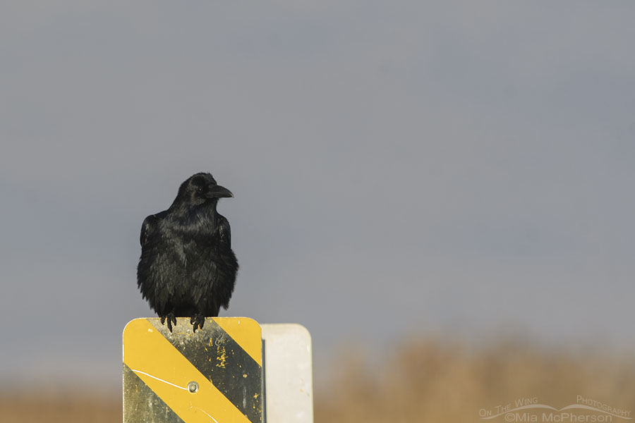 Common Raven on a sign at Bear River MBR, Box Elder County, Utah