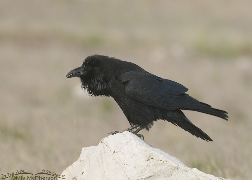 Common Raven fluffed up, perched on Antelope Island State Park, Davis County, Utah