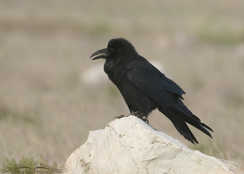 Common Raven in low light on Antelope Island State Park, Utah