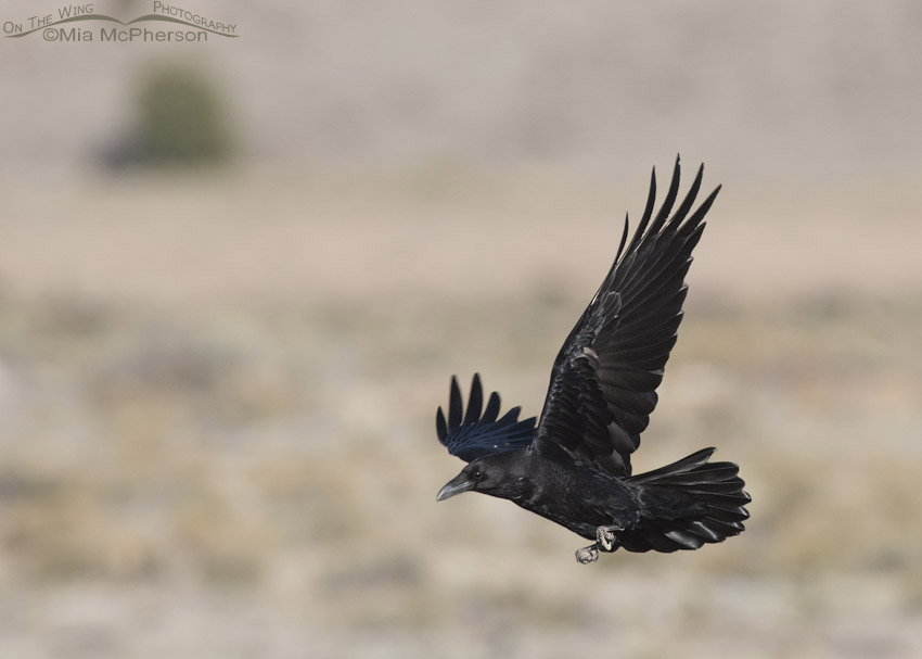 Common Raven in flight over a sagebrush steppe, Dixie National Forest, Wayne County, Utah