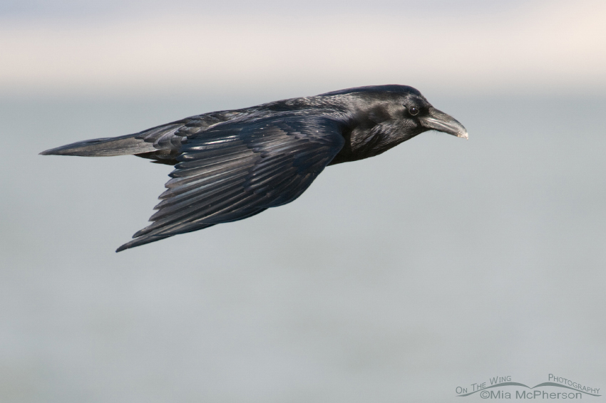 Common Raven in flight over the shoreline of the Great Salt Lake, Antelope Island State Park, Davis County, Utah