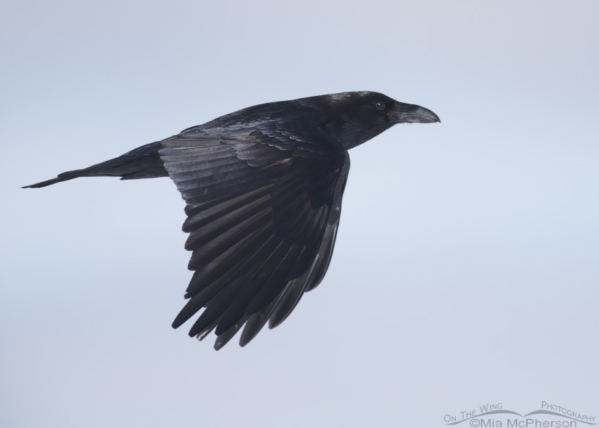 Common Raven in flight on a winter day next to the causeway to Antelope Island State Park, Utah
