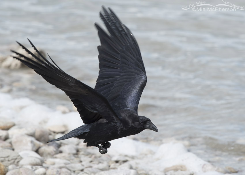 Common Raven flying over the shoreline of the Great Salt Lake, Antelope Island State Park, Davis County, Utah