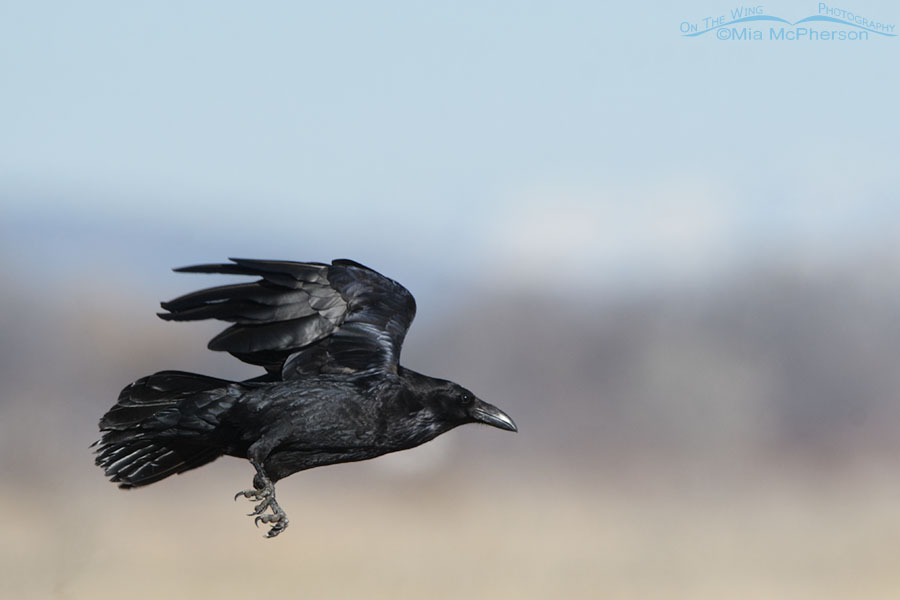 Common Raven on the wing, Bear River Migratory Bird Refuge, Box Elder County, Utah