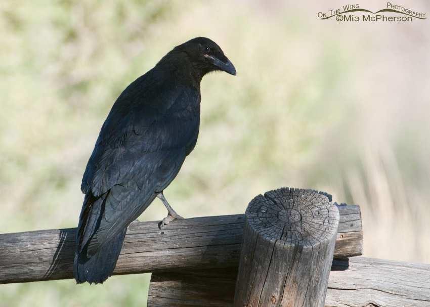 Common Raven juvenile back view with a head turn, San Rafael Swell, Emery County, Utah