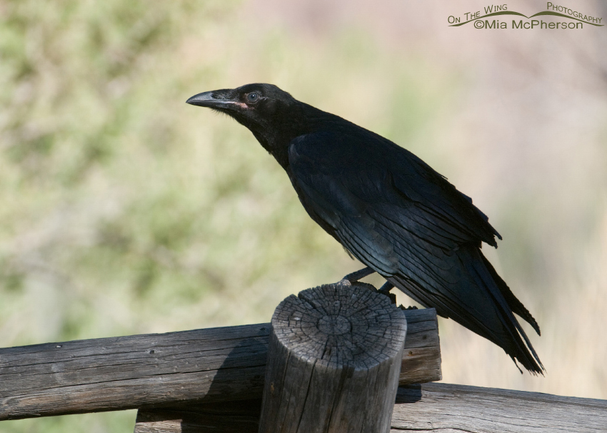 Common Raven juvenile near the San Rafael River, Utah