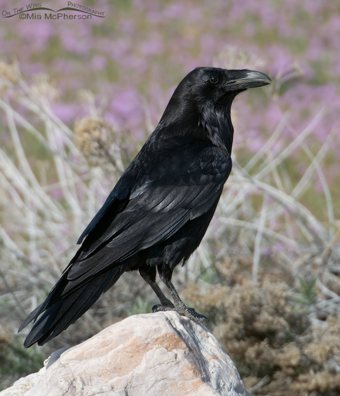 Springtime Raven with wildflowers blooming in the background, Antelope Island State Park, Davis County, Utah