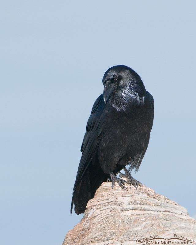 Common Raven with the Great Salt Lake in the background, causeway to Antelope Island State Park, Utah