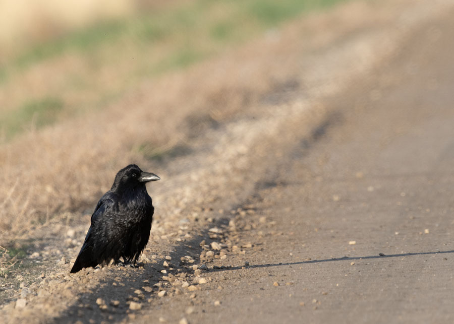 Roadside Common Raven, Bear River Migratory Bird Refuge, Box Elder County, Utah