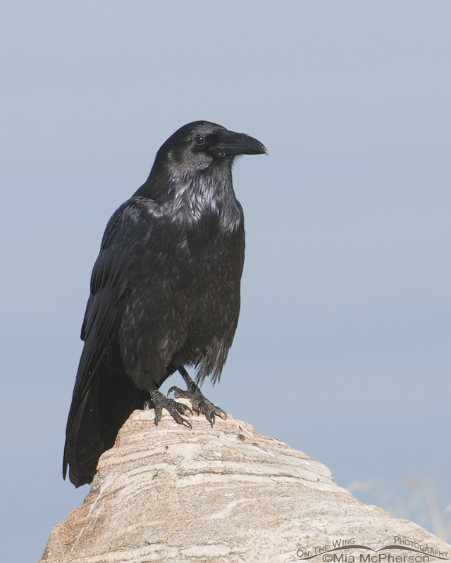 Common Raven adult on the causeway to Antelope Island State Park, Davis County, Utah