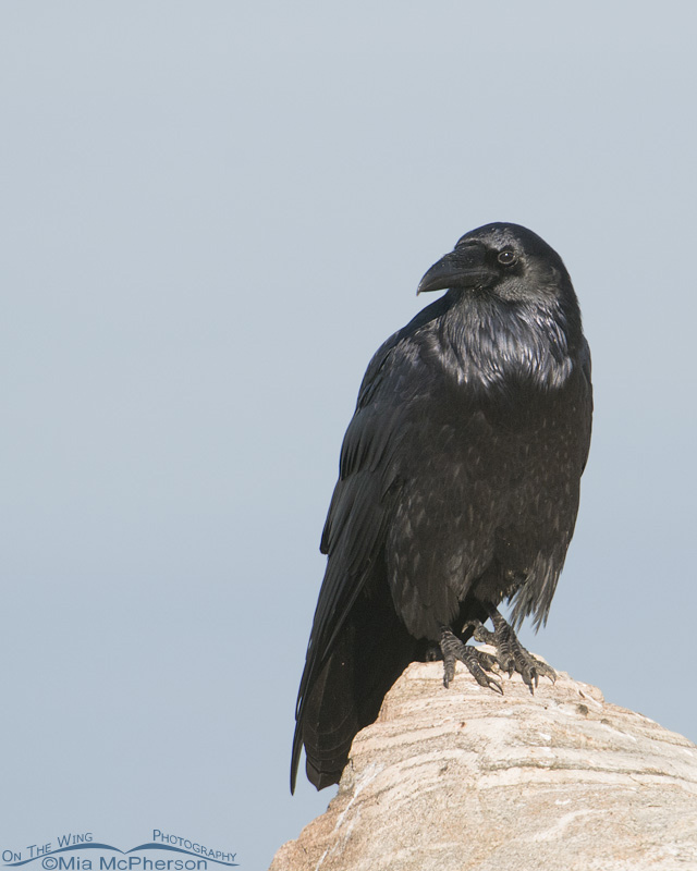 Common Raven perched on a boulder next to the Antelope Island causeway, Antelope Island State Park, Davis County, Utah