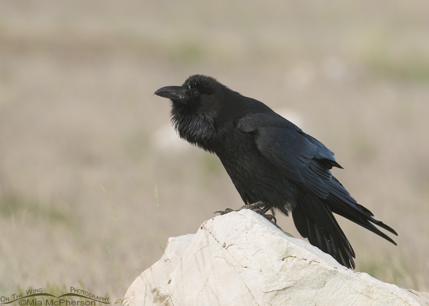 Common Raven starting to call while perched on a rock in a field on Antelope Island State Park, Davis County, Utah