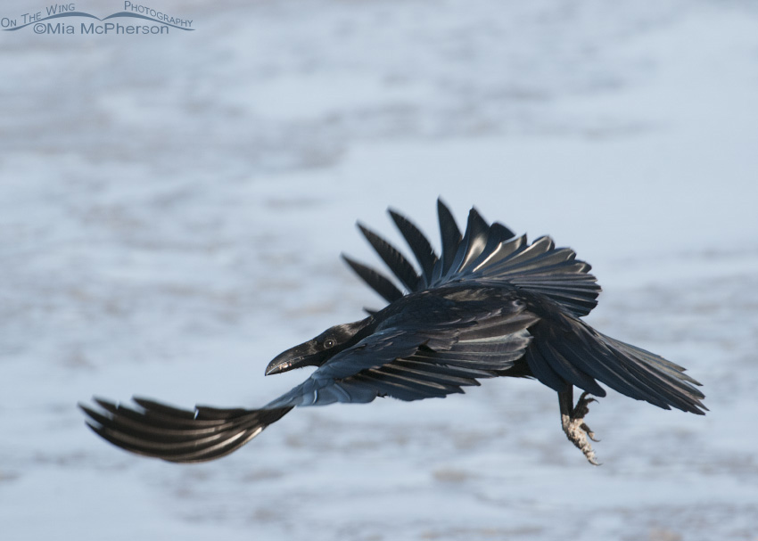 Common Raven flying over the Great Salt Lake, Davis County, Utah