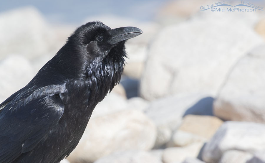 Calling Common Raven close up, Antelope Island State Park, Davis County, Utah