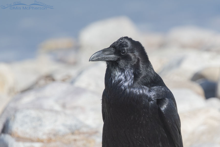 Common Raven close up on the shoreline of the Great Salt Lake, Antelope Island State Park, Davis County, Utah