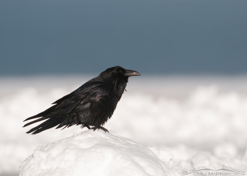Common Raven on a mound of snow, Antelope Island State Park, Davis County, Utah