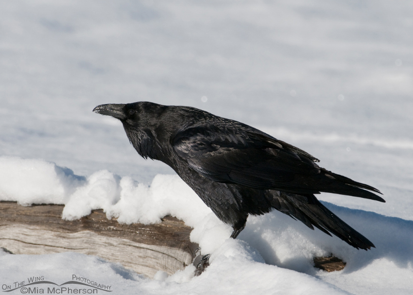 Calling Common Raven in snow, Antelope Island State Park, Davis County, Utah