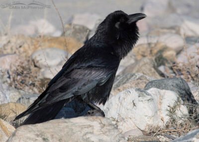 Common Raven Images – Mia McPherson's On The Wing Photography