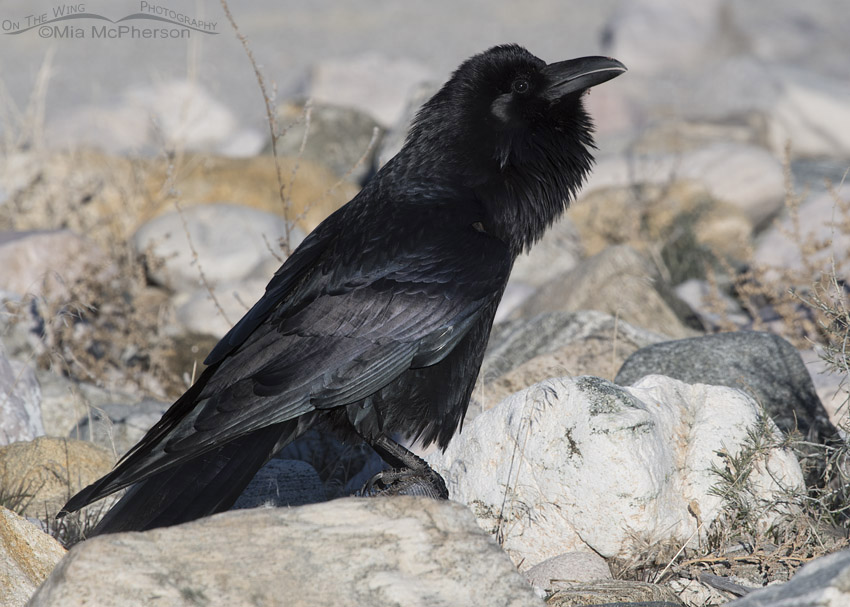 Common Raven on the shore of the Great Salt Lake, Antelope Island State Park, Davis County, Utah