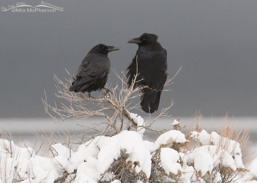 Pair of Common Ravens in a storm, Antelope Island State Park, Davis County, Utah