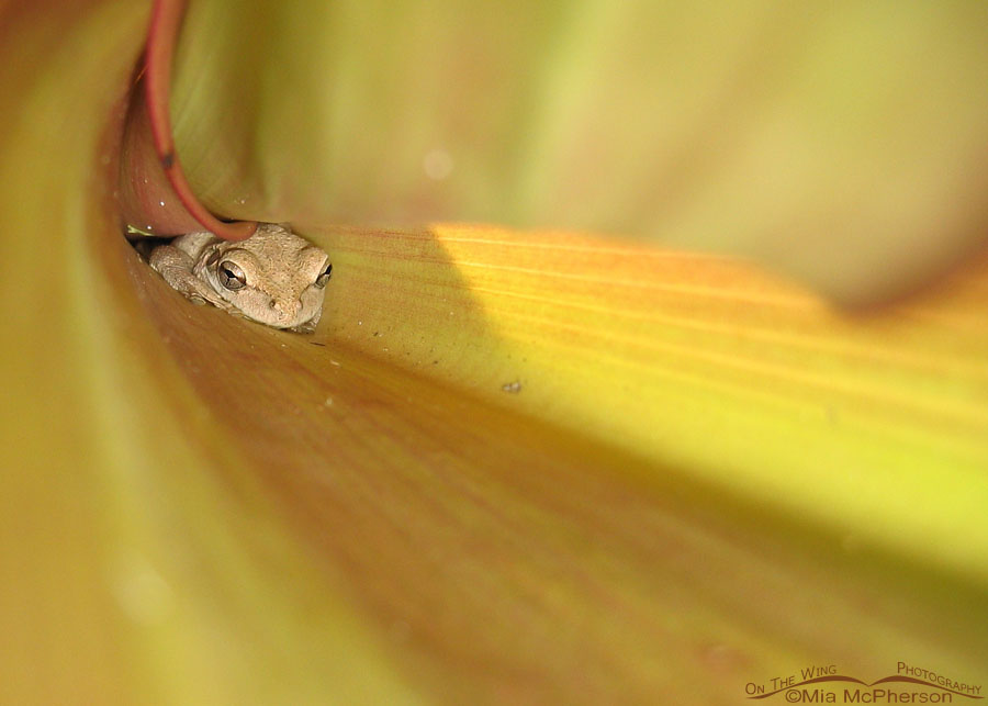 Adult Cuban Tree Frog in a golden tunnel, USF Botanical Gardens, Hillsborough County, Florida