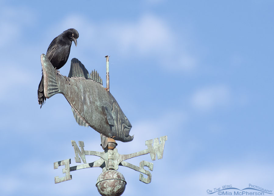 Great-tailed Grackle male perched on a weathervane, Salt Lake County, Utah
