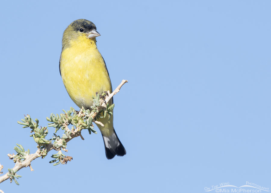 Male Lesser Goldfinch perched on a greasewood, Farmington Bay WMA, Davis County, Utah