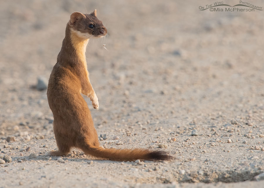 Long-tailed Weasel looking back over its shoulder from a road, Bear River Migratory Bird Refuge, Box Elder County, Utah