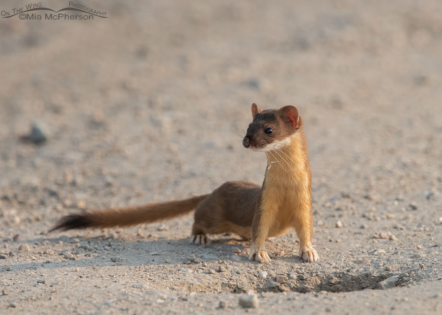 Long-tailed Weasel in front of a burrow in a road, Bear River Migratory Bird Refuge, Box Elder County, Utah
