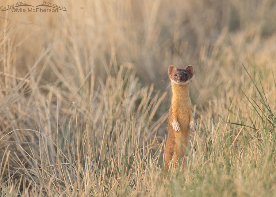 Long-tailed Weasel standing in tall grasses, Bear River Migratory Bird Refuge, Box Elder County, Utah