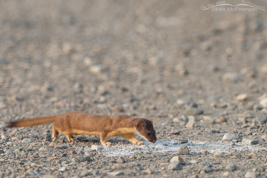 Long-tailed Weasel sniffing excrement in the road, Bear River Migratory Bird Refuge, Box Elder County, Utah