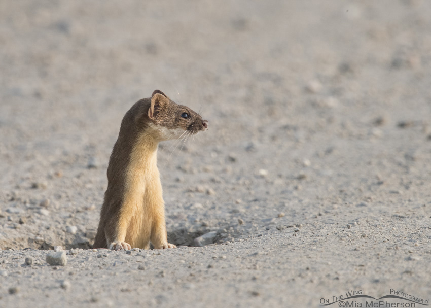 Long-tailed Weasel at a burrow,Bear River Migratory Bird Refuge, Box Elder County, Utah