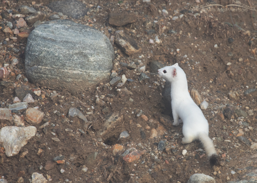 Long-tailed Weasel near a burrow of some kind, Farmington Bay WMA, Utah