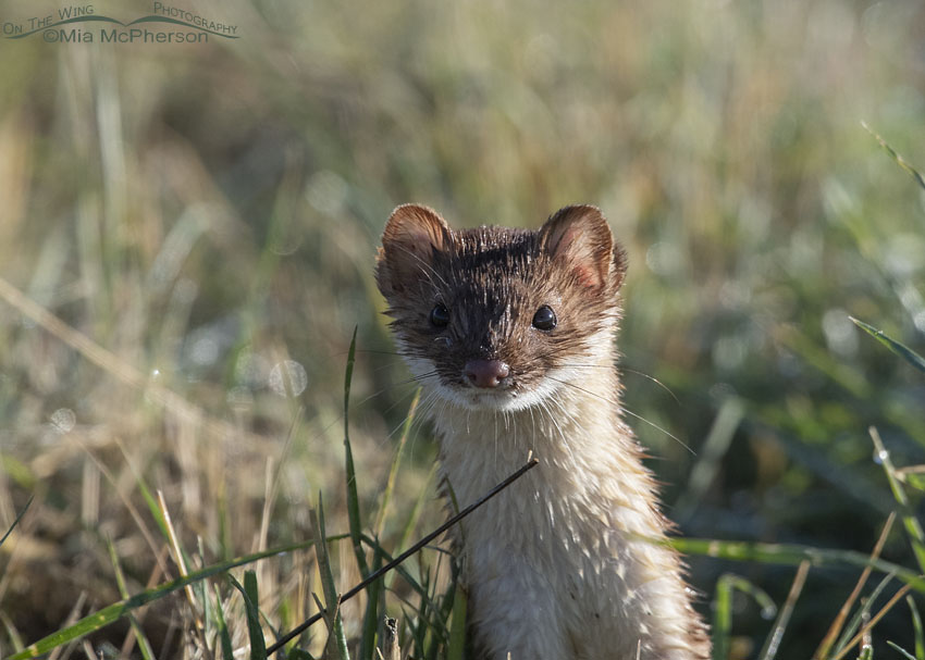 Curious Long-tailed Weasel close up in poor light, Farmington Bay WMA, Davis County, Utah