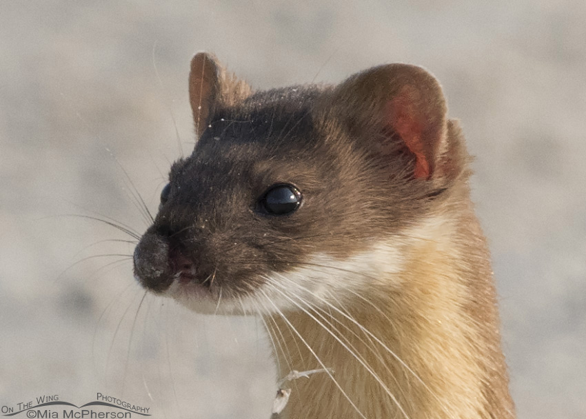 Close up of the Long-tailed Weasel's facial injury. Bear River Migratory Bird Refuge in Box Elder County, Utah
