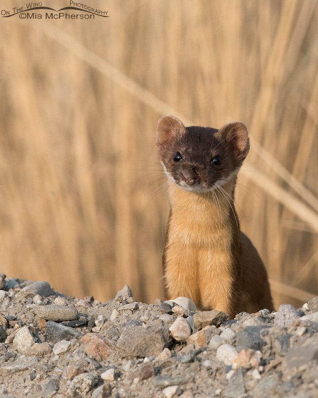 Portrait of an injured Long-tailed Weasel, something had injured its nose. Bear River Migratory Bird Refuge in Box Elder County, Utah