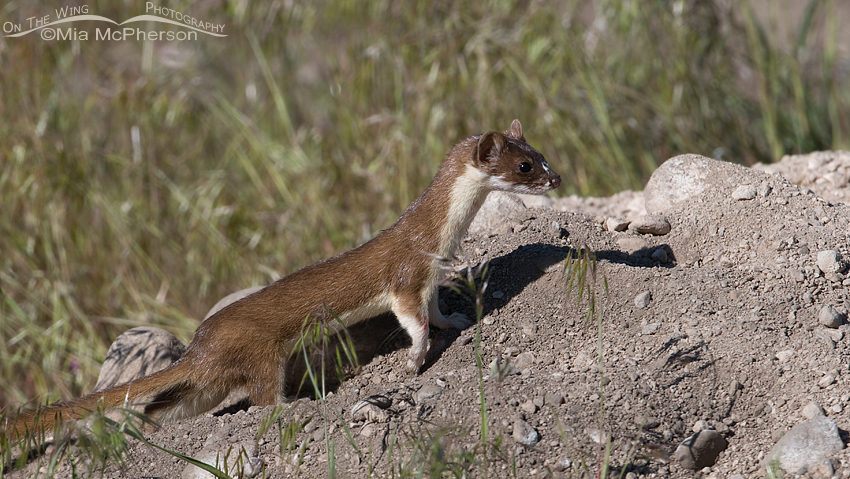 Long-tailed Weasel at a badger burrow on Antelope Island State Park, Utah