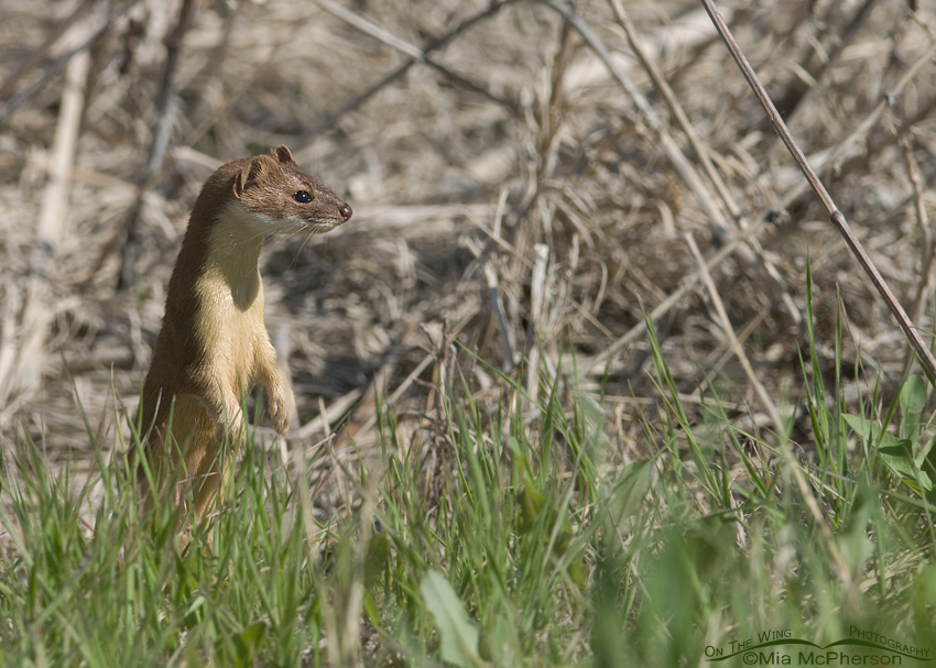 Long-tailed Weasel in summer coat, Bear River Migratory Bird Refuge, Box Elder County, Utah