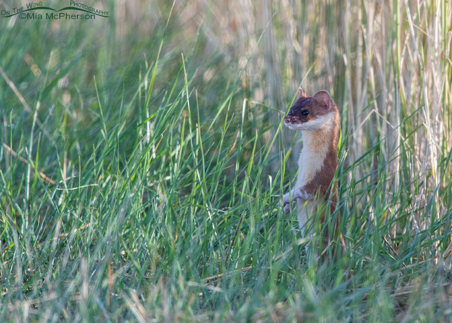 Long-tailed Weasel in tall grasses, Farmington Bay WMA, Davis County, Utah