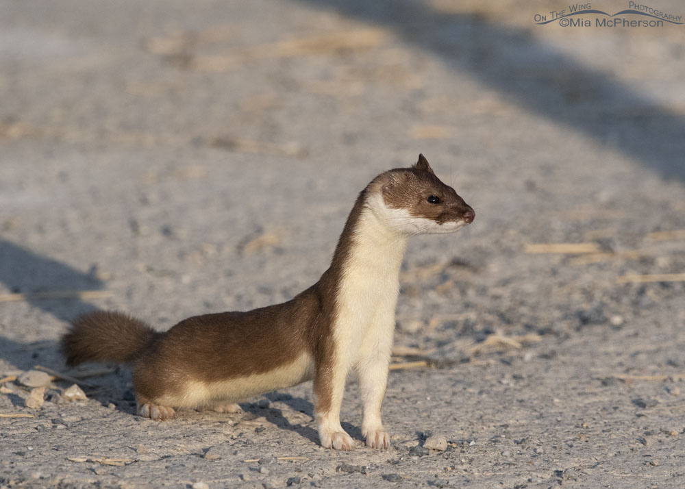 One-eared Long-tailed Weasel, Farmington Bay WMA, Davis County, Utah