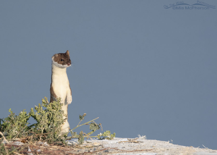 One-eared Long-tailed Weasel standing near water, Farmington Bay WMA, Davis County, Utah