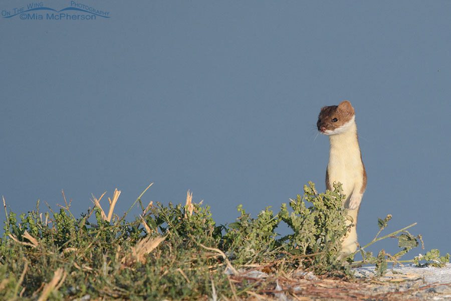 Long-tailed Weasel standing next to water at Farmington Bay WMA, Davis County, Utah