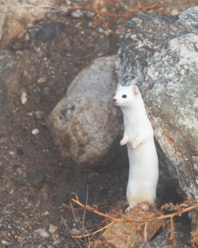 Long-tailed Weasel standing up in its winter coat, Farmington Bay WMA, Utah