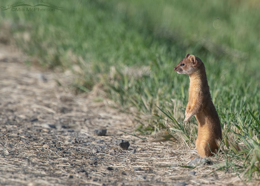 Long-tailed Weasel on the shoulder of a road, Bear River Migratory Bird Refuge, Box Elder County, Utah