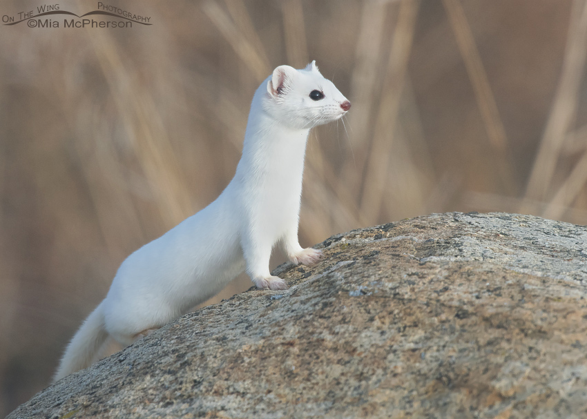 Long-tailed Weasel in its winter coat, Farmington Bay WMA, Davis County, Utah