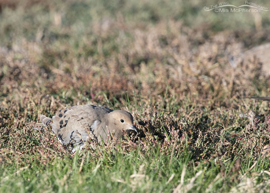 Urban Mourning Dove foraging on a cold morning, Salt Lake County, Utah