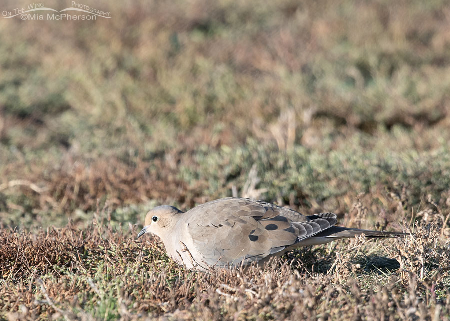 Chilly Mourning Dove foraging in early morning, Salt Lake County, Utah