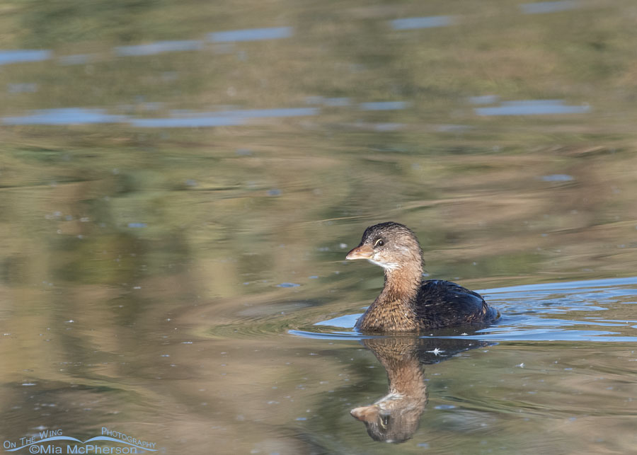 Autumn Pied-billed Grebe and a floating feather, Bear River Migratory Bird Refuge, Box Elder County, Utah
