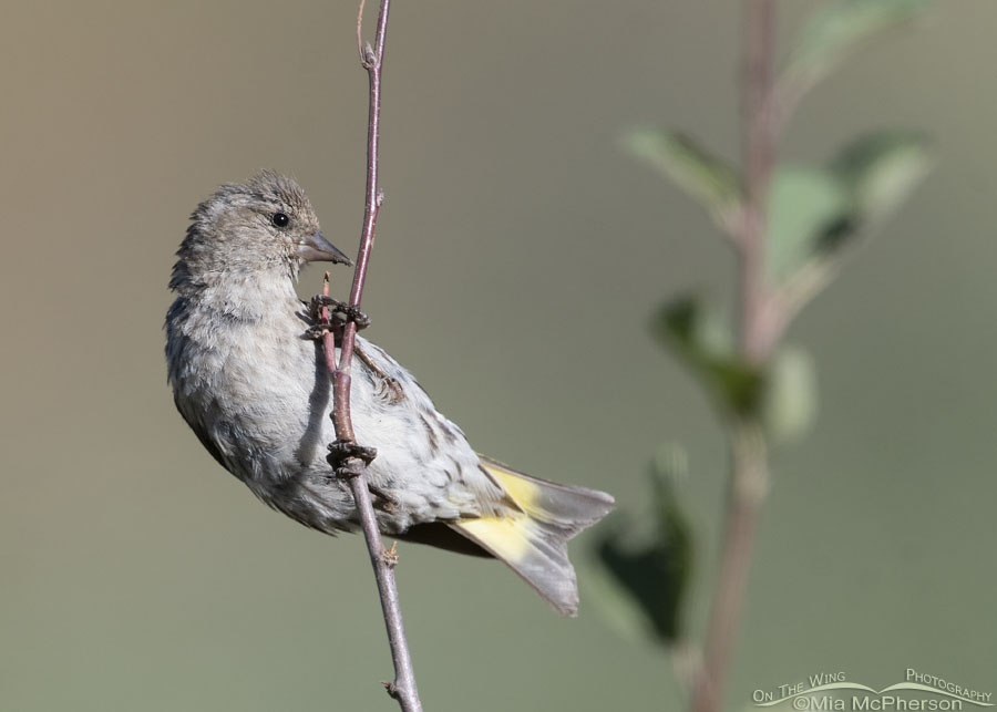 Pine Siskin clinging to a small branch, Wasatch Mountains, Morgan County, Utah